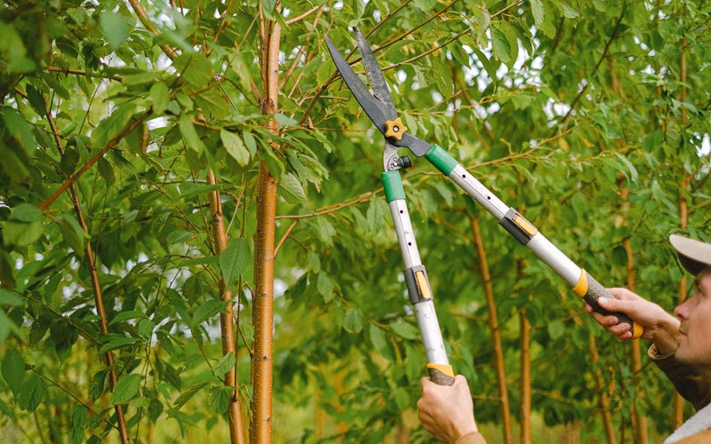 Tree trimming in Mineral Wells, WV