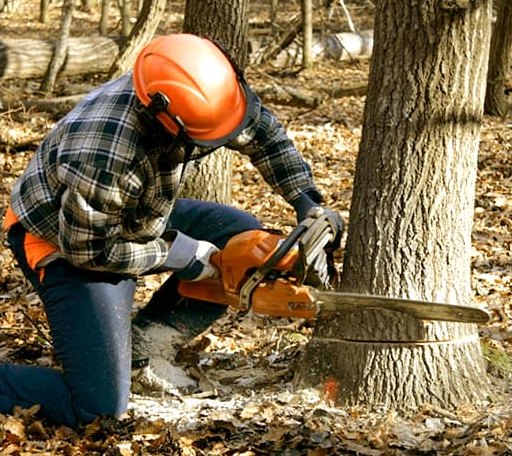 Tree Removal in Mineral Wells, WV